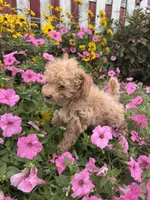 Bella, a female Poodle - Toy  for sale in Shipshewana, IN – 5 of 7