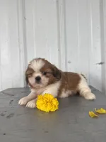 Shania, a female Shih Tzu for sale in Shipshewana, IN – 3 of 5