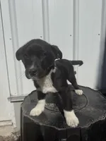 Maverick, a male Cavalier King Charles Spaniel and Miniature Pinscher for sale in Shipshewana, IN – Photo 6 of 6