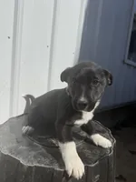 Maverick, a male Cavalier King Charles Spaniel and Miniature Pinscher for sale in Shipshewana, IN – Photo 5 of 6