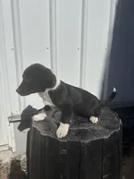 Maverick, a male Cavalier King Charles Spaniel and Miniature Pinscher for sale in Shipshewana, IN – Photo 2 of 6