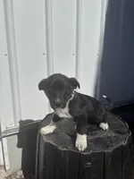 Maverick, a male Cavalier King Charles Spaniel and Miniature Pinscher for sale in Shipshewana, IN – Photo 1 of 6