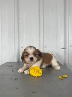 Shania, a female Shih Tzu for sale in Shipshewana, IN – 4 of 5