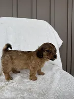 Alex, a male American Eskimo and Dachshund for sale in Shipshewana, IN – Photo 4 of 5