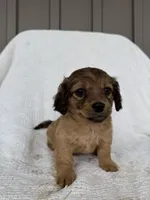 Alex, a male American Eskimo and Dachshund for sale in Shipshewana, IN – Photo 3 of 5