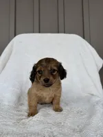 Alex, a male American Eskimo and Dachshund for sale in Shipshewana, IN – Photo 5 of 5