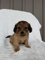 Alex, a male American Eskimo and Dachshund for sale in Shipshewana, IN – Photo 2 of 5