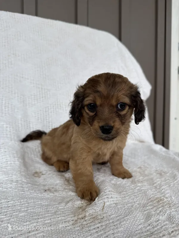 Alex – American Eskimo, Dachshund puppy for sale in Shipshewana, IN