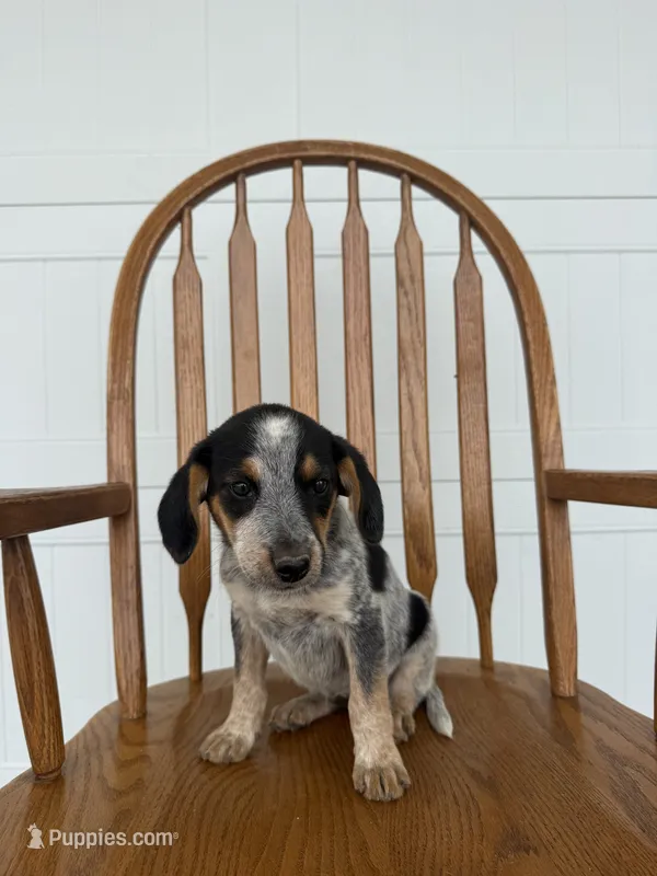 Josie – Australian Cattle Dog, Beagle puppy for sale in Shipshewana, IN