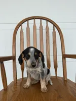 Josie, a female Australian Cattle Dog and Beagle for sale in Shipshewana, IN – 1 of 4