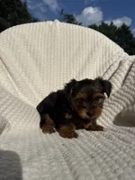 Leah, a female Yorkshire Terrier for sale in Shipshewana, IN – 1 of 4