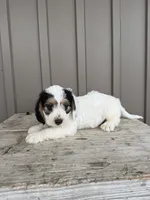 Chester, a male Beagle and Poodle - Toy  for sale in Shipshewana, IN – 5 of 6