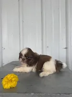 Samantha, a female Shih Tzu for sale in Shipshewana, IN – 5 of 6