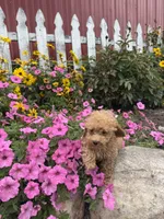 Johnny, a male Poodle - Toy  for sale in Shipshewana, IN – 2 of 7