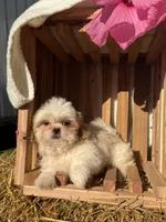 Issac, a male Shih Tzu for sale in Shipshewana, IN – 7 of 7