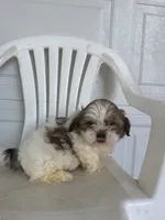 Louie, a male Shih Tzu for sale in Shipshewana, IN – 1 of 5