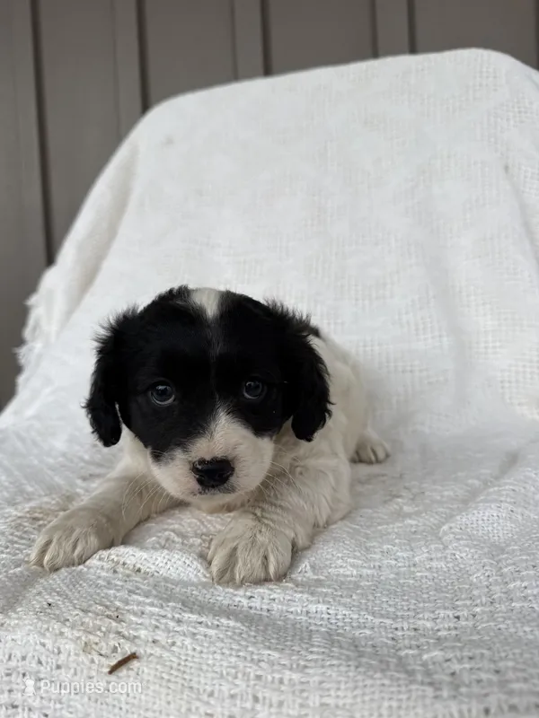 Jaden – American Eskimo, Dachshund puppy for sale in Shipshewana, IN