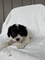 Jaden, a male American Eskimo and Dachshund for sale in Shipshewana, IN – Photo 1 of 6