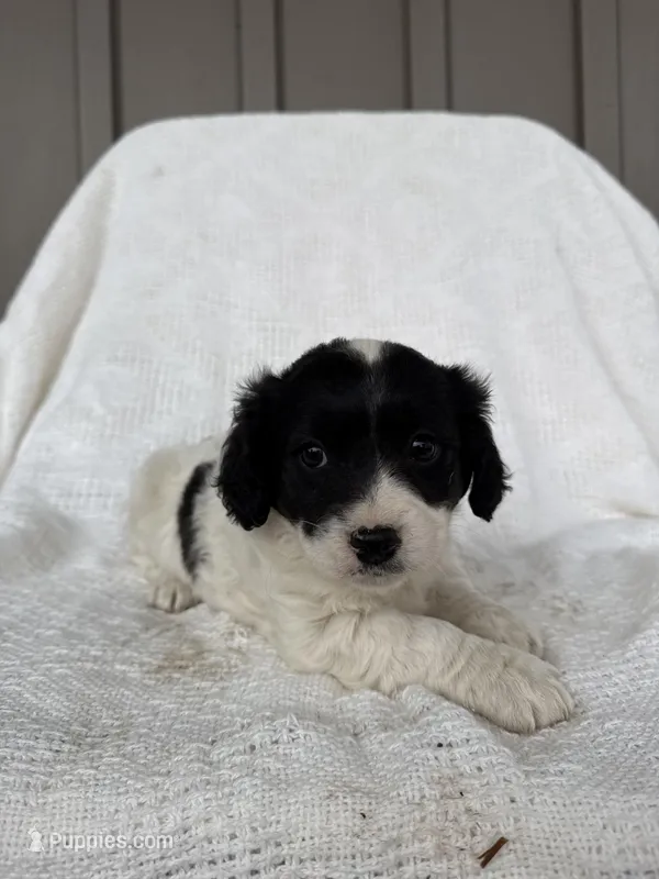 Jaden – American Eskimo, Dachshund puppy for sale in Shipshewana, IN