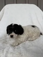 Jaden, a male American Eskimo and Dachshund for sale in Shipshewana, IN – Photo 5 of 6