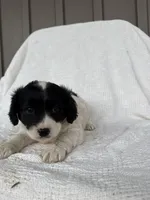 Jaden, a male American Eskimo and Dachshund for sale in Shipshewana, IN – Photo 2 of 6