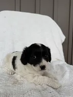 Jaden, a male American Eskimo and Dachshund for sale in Shipshewana, IN – Photo 4 of 6