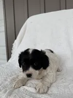 Jaden, a male American Eskimo and Dachshund for sale in Shipshewana, IN – Photo 6 of 6