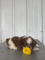 Samantha, a female Shih Tzu for sale in Shipshewana, IN – 2 of 6