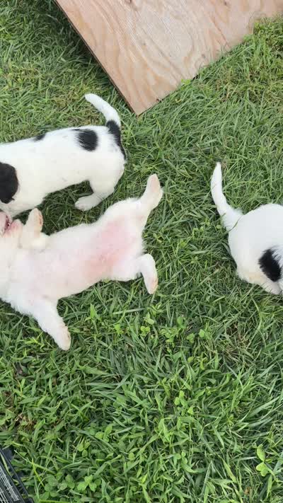 Chester, a male Beagle and Poodle - Toy  for sale in Shipshewana, IN – 6 of 6