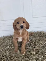 Ella , a female Goldendoodle and Poodle - Standard  for sale in Shipshewana, IN – Photo 5 of 5