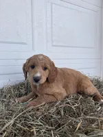 Ella , a female Goldendoodle and Poodle - Standard  for sale in Shipshewana, IN – Photo 4 of 5