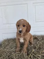 Ella , a female Goldendoodle and Poodle - Standard  for sale in Shipshewana, IN – Photo 3 of 5