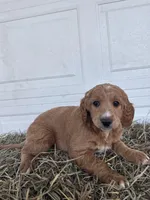 Ella , a female Goldendoodle and Poodle - Standard  for sale in Shipshewana, IN – Photo 2 of 5