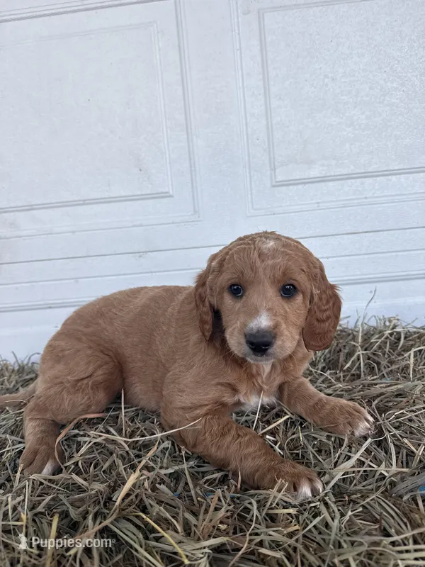 Ella  – Goldendoodle, Poodle - Standard  puppy for sale in Shipshewana, IN