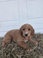 Ella , a female Goldendoodle and Poodle - Standard  for sale in Shipshewana, IN – Photo 1 of 5