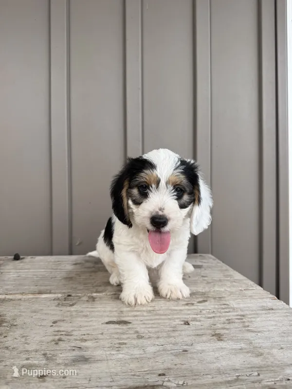 Chester – Beagle, Poodle - Toy  puppy for sale in Shipshewana, IN
