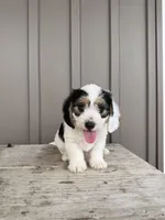 Chester, a male Beagle and Poodle - Toy  for sale in Shipshewana, IN – 1 of 6