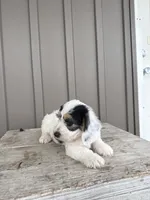 Chester, a male Beagle and Poodle - Toy  for sale in Shipshewana, IN – 2 of 6