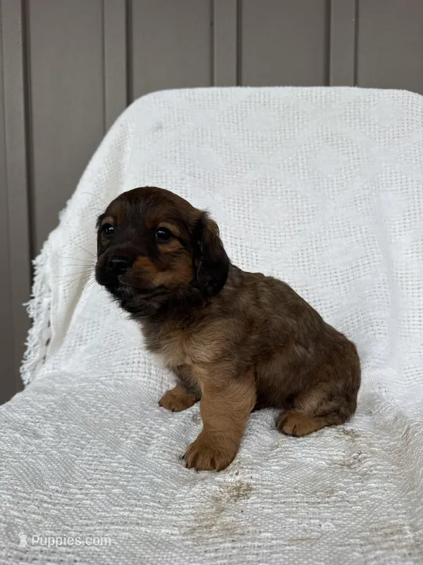 Koby – American Eskimo, Dachshund puppy for sale in Shipshewana, IN