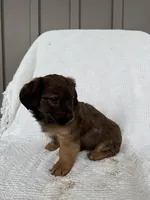 Koby, a male American Eskimo and Dachshund for sale in Shipshewana, IN – Photo 6 of 6