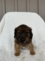 Koby, a male American Eskimo and Dachshund for sale in Shipshewana, IN – Photo 2 of 6