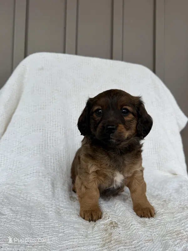 Koby – American Eskimo, Dachshund puppy for sale in Shipshewana, IN