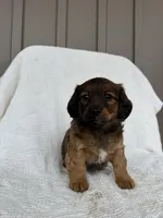 Koby, a male American Eskimo and Dachshund for sale in Shipshewana, IN – Photo 3 of 6