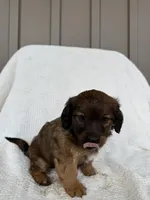 Koby, a male American Eskimo and Dachshund for sale in Shipshewana, IN – Photo 4 of 6