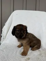 Koby, a male American Eskimo and Dachshund for sale in Shipshewana, IN – Photo 5 of 6