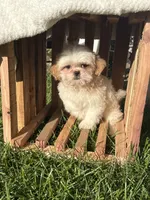 Issac, a male Shih Tzu for sale in Shipshewana, IN – 5 of 7