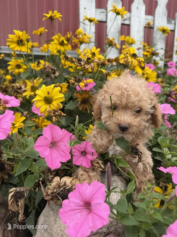 Bella – Poodle - Toy  puppy for sale in Shipshewana, IN