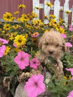 Bella, a female Poodle - Toy  for sale in Shipshewana, IN – 1 of 7