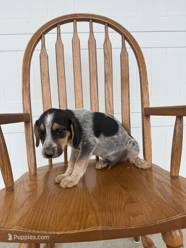 Johnny – Australian Cattle Dog, Beagle puppy for sale in Shipshewana, IN