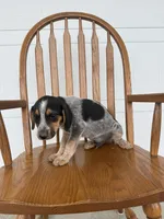 Johnny, a male Australian Cattle Dog and Beagle for sale in Shipshewana, IN – 1 of 4